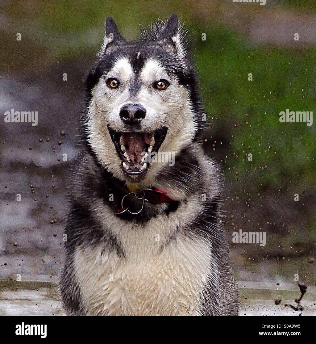 How Do You Calm Down A Hyper Chihuahua