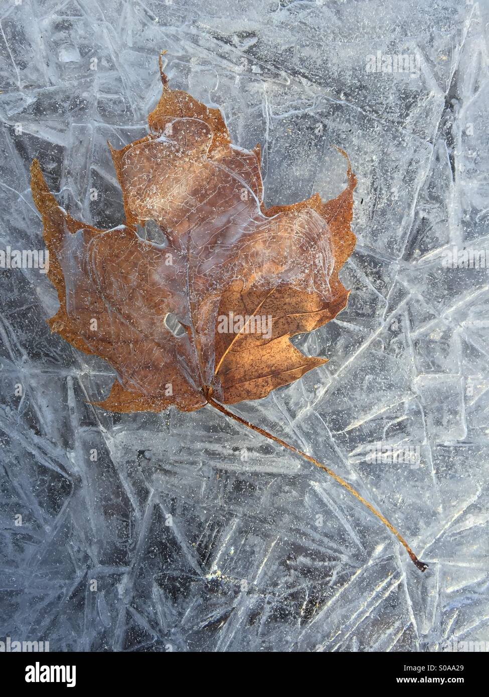 Brown,weathered,maple leaf embedded in ice crystals on winter frozen pond Stock Photo
