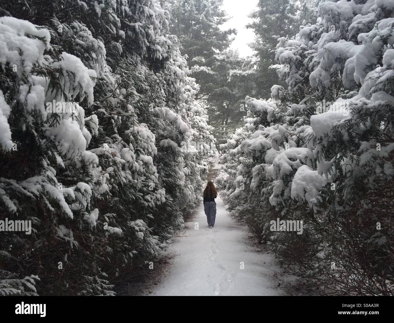 Walking a snowy path in the woods Stock Photo