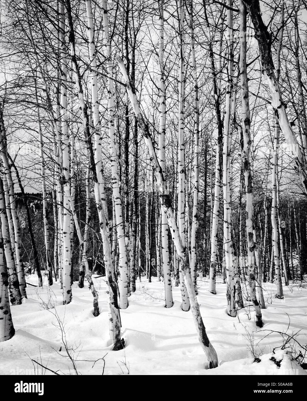 Black and white Aspen trees in snow Stock Photo Alamy