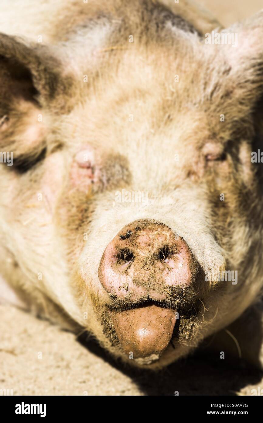 A close up of a pig with his tongue sticking out Stock Photo Alamy