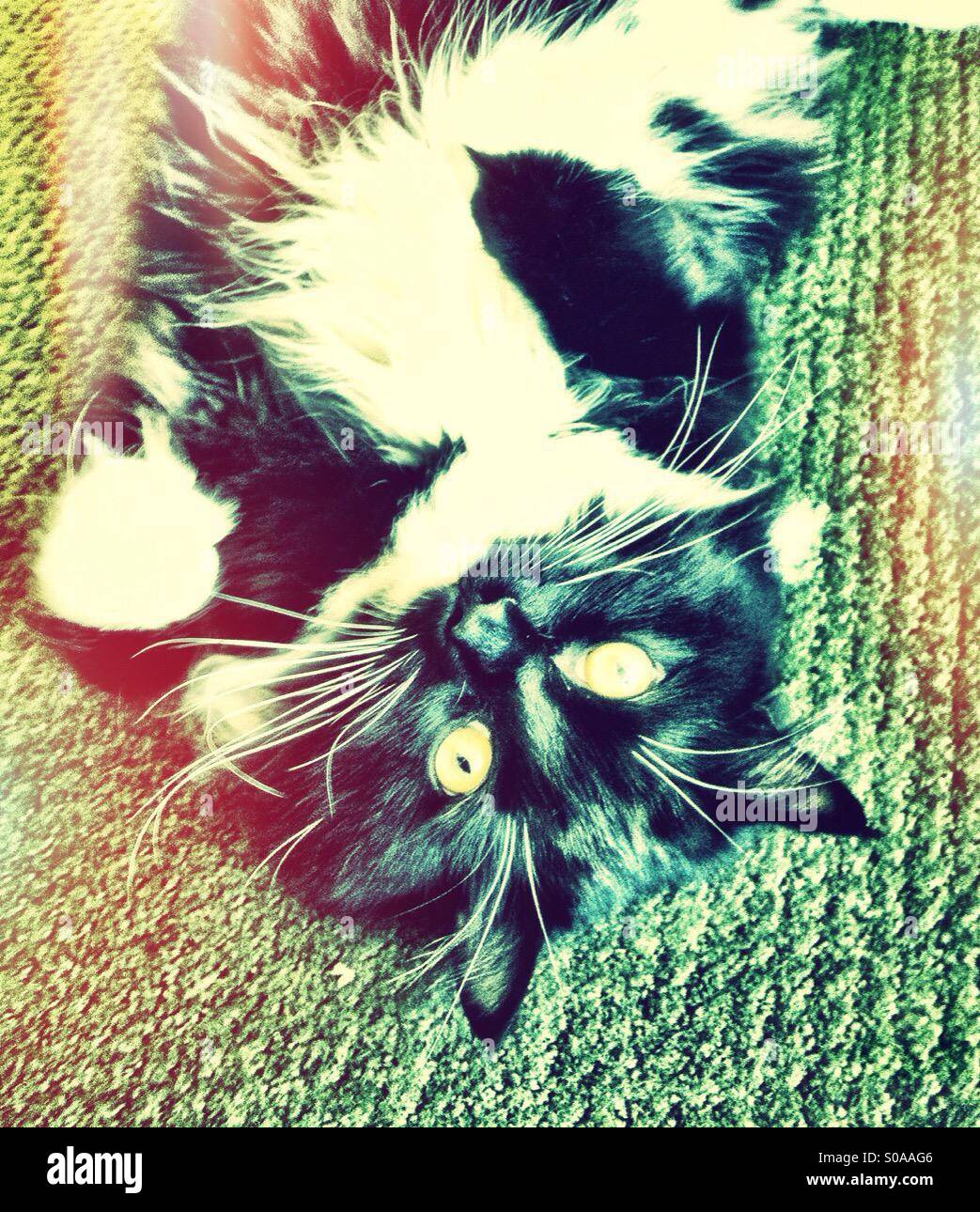 Mischievous black and white cat on a carpet - Smartphone Captured Stock Image