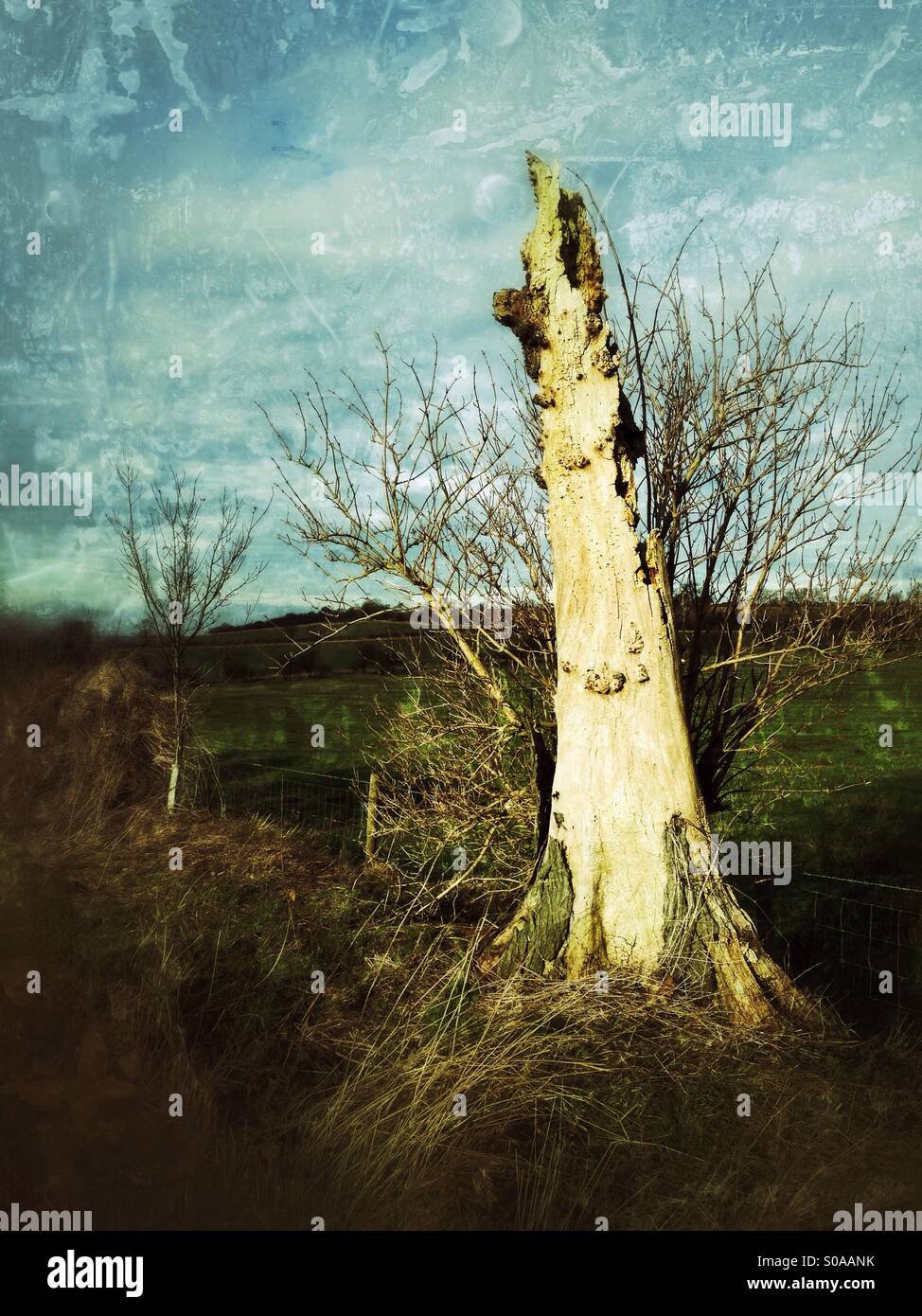 Tree stump. Frieston, Lincolnshire, England. - Smartphone Captured Stock Image