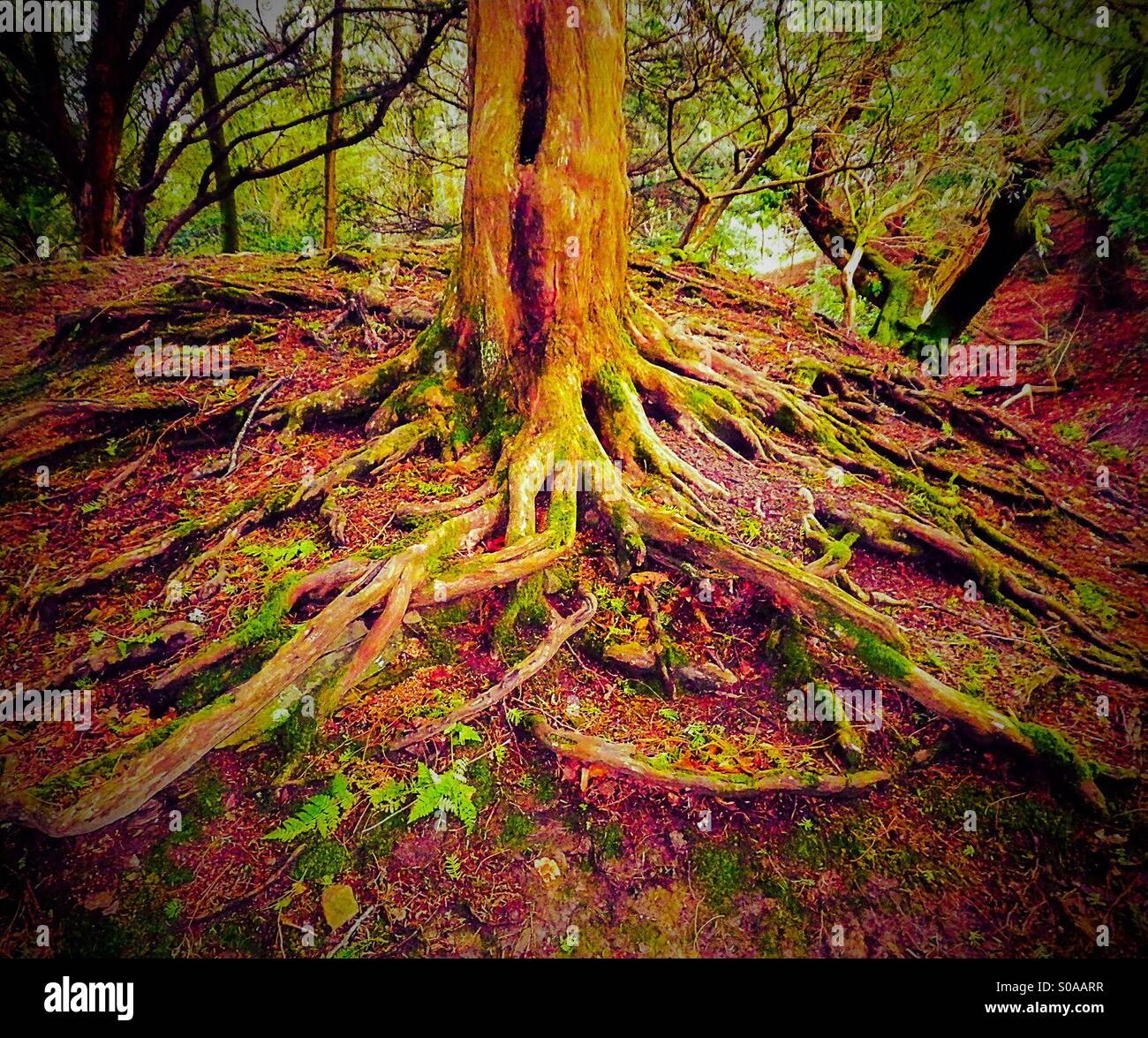 Strong roots with an old tree Stock Photo Alamy