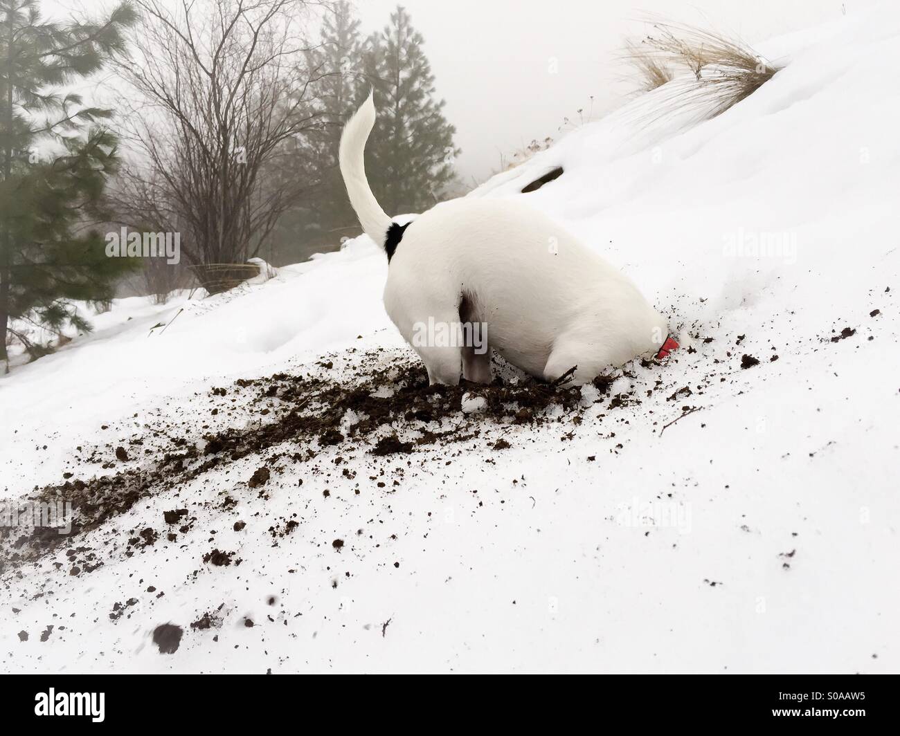 Dog digging on snow covered hill. - Smartphone Captured Stock Image
