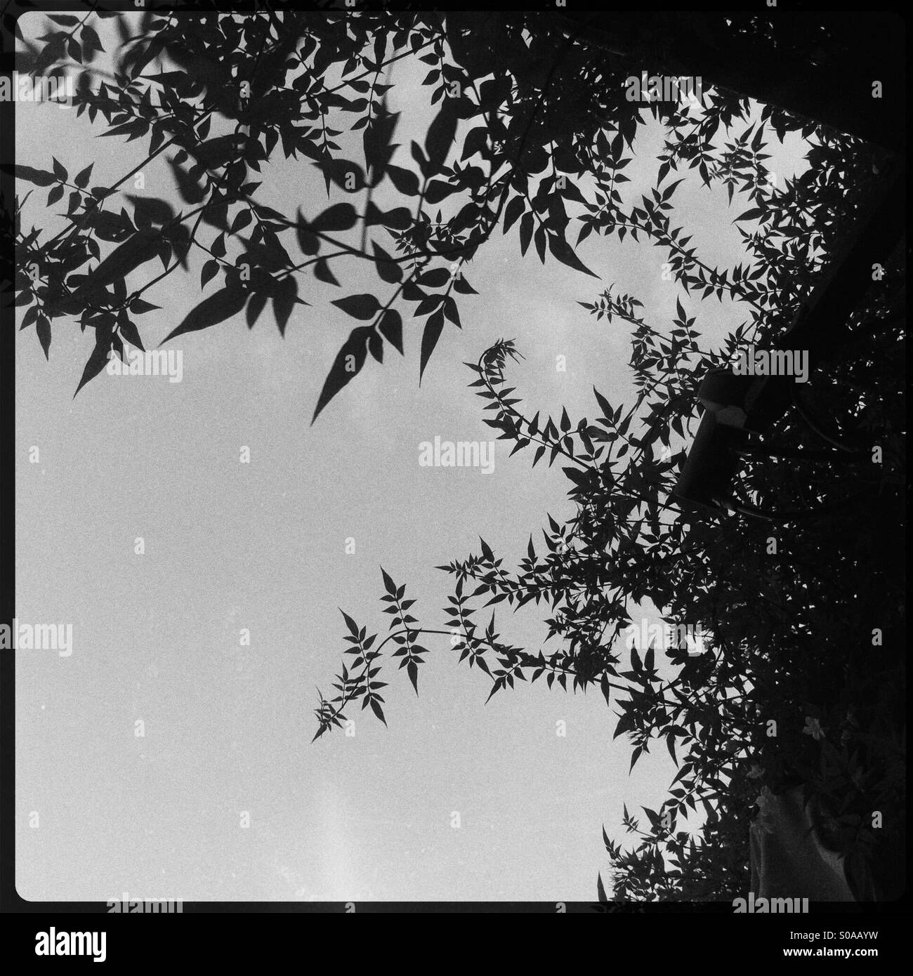 Black and white leaves background Stock Photo Alamy