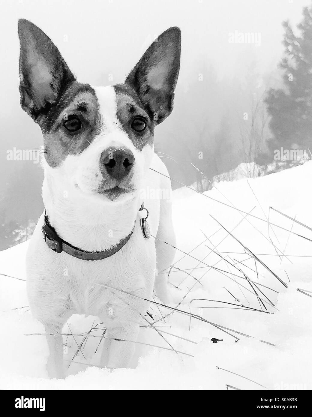 Dog standing in the snow, alert with her ears perked up. In black and white. - Smartphone Captured Stock Image
