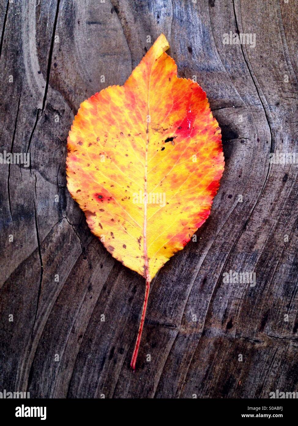 Single fall leaf on a weathered wood board - Smartphone Captured Stock Image
