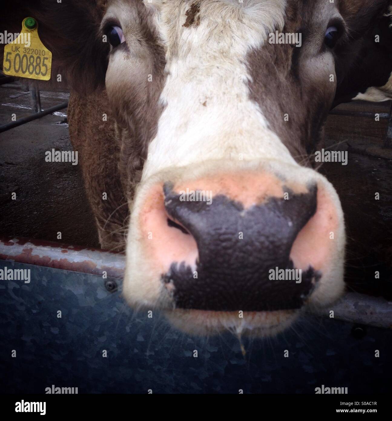 A cow at the Melton Mowbray cattle market, Leicestershire, England. - Smartphone Captured Stock Image