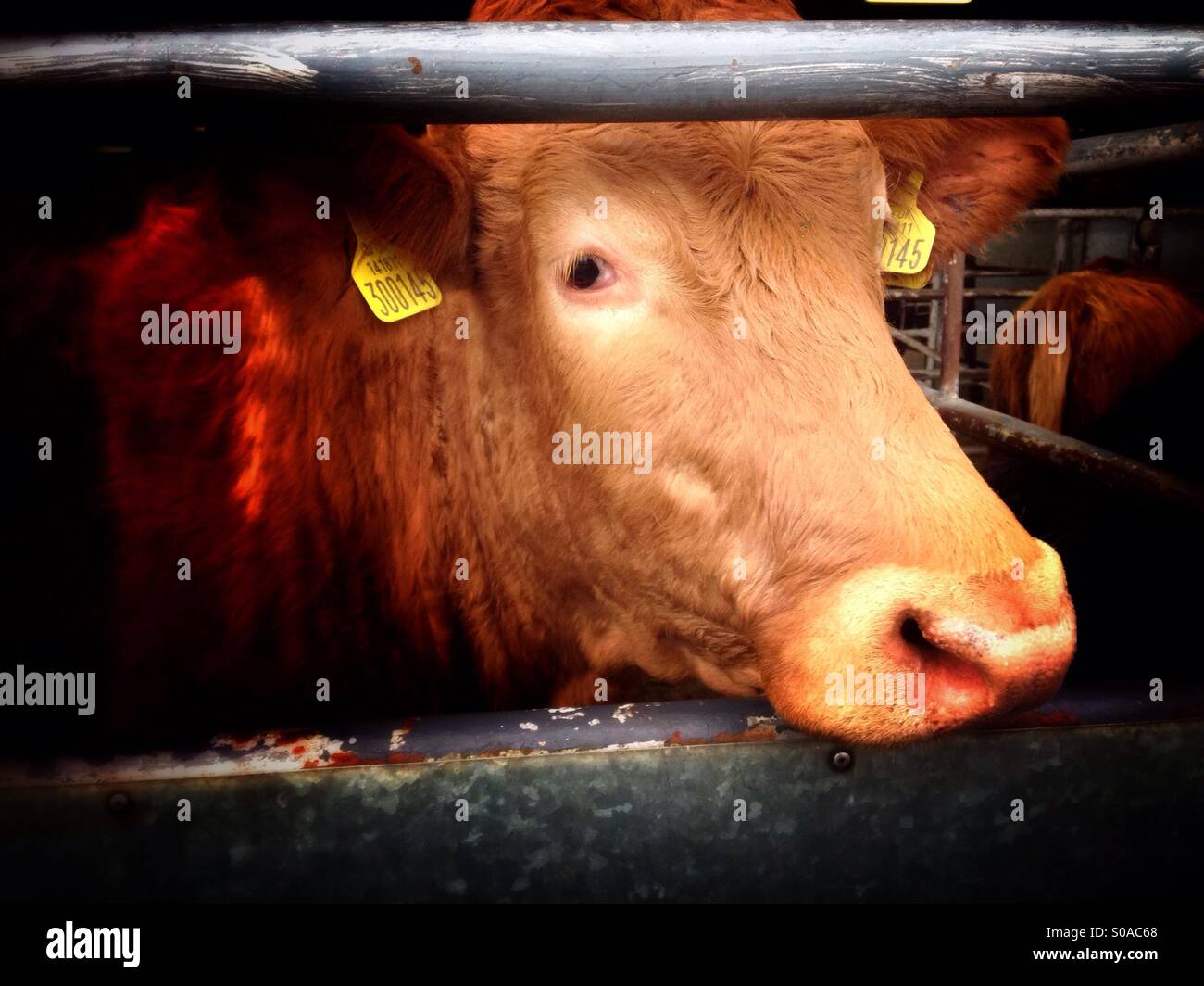 Cow for sale. Melton Mowbray cattle market, Leicestershire, England. - Smartphone Captured Stock Image