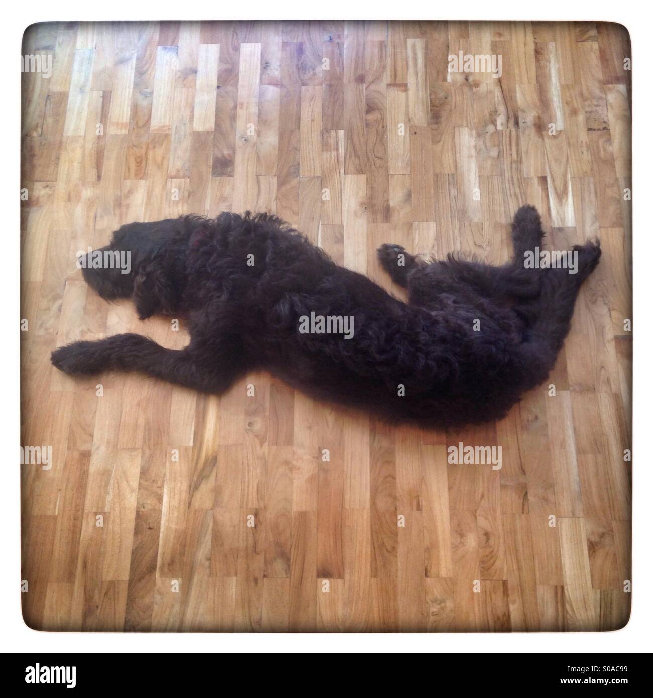 Chocolate brown labradoodle dog resting on a wooden floor - Smartphone Captured Stock Image
