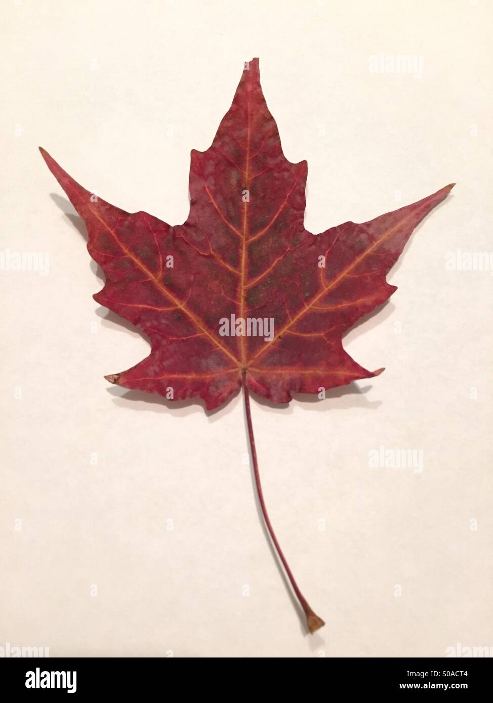 Dried, flattened maple leaf Stock Photo