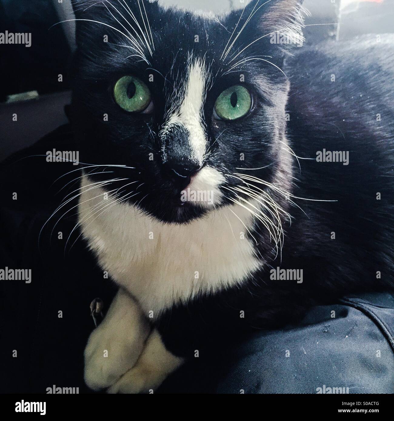 Cat looking up at owner - Smartphone Captured Stock Image