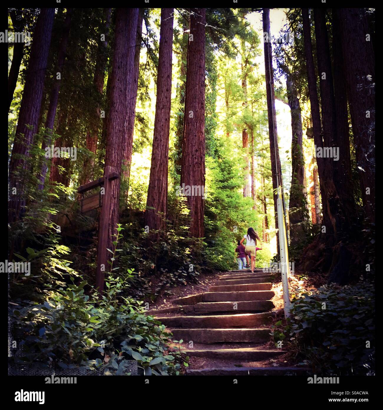 A ten year old girl and her six year old brother walk up stairs on a path in California's Redwoods. Santa Cruz County, California, USA Stock Photo