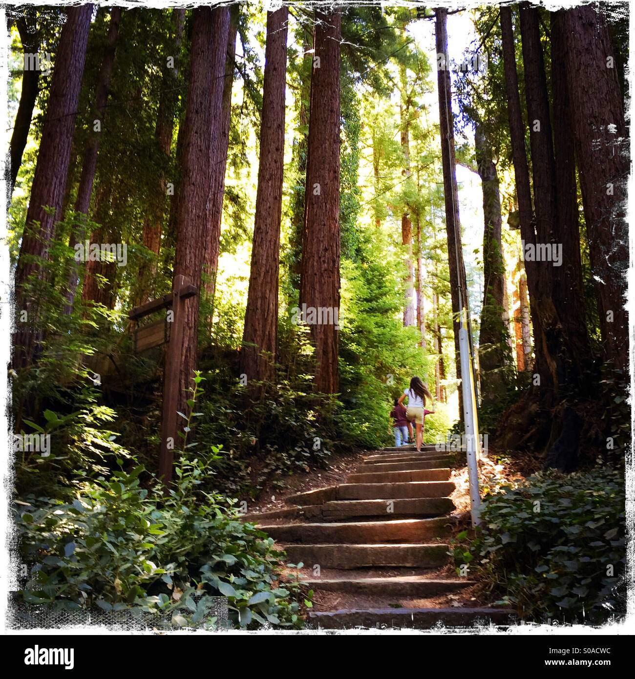 A ten year old girl and her six year old brother walk up stairs on a path in California's Redwoods. Santa Cruz County, California, USA Stock Photo