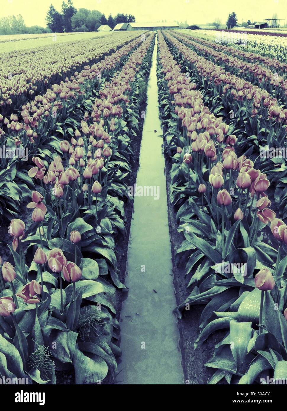 Rows of tulips divided by trench with water - Smartphone Captured Stock Image