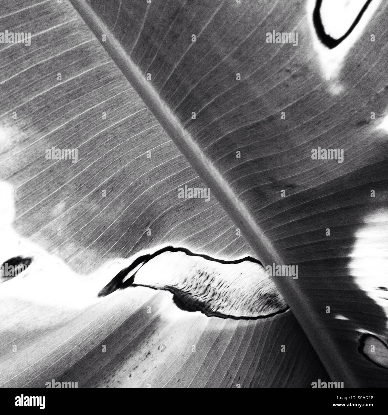 Banana plant hires stock photography and images Alamy