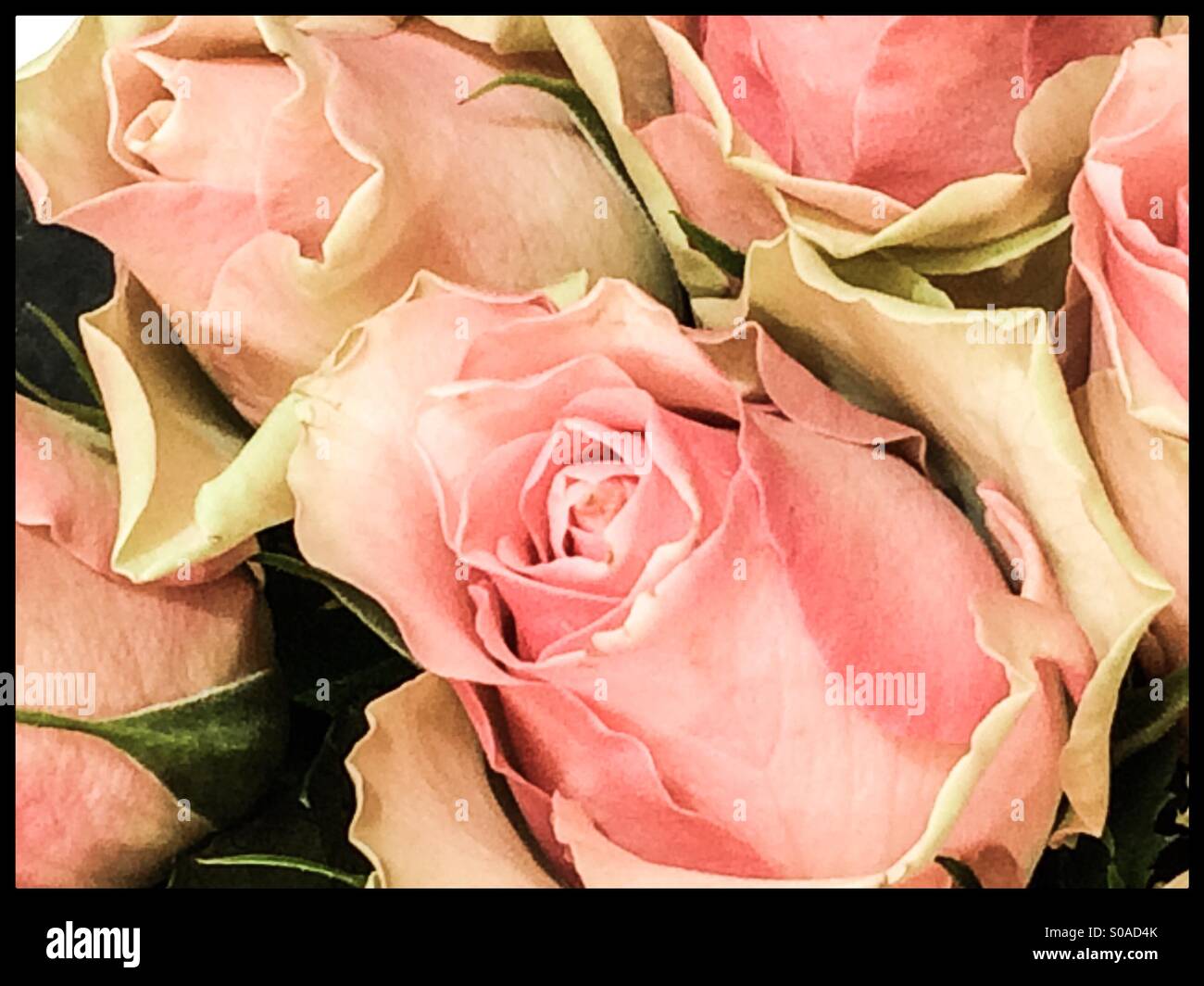 Rosebuds pink and green Stock Photo