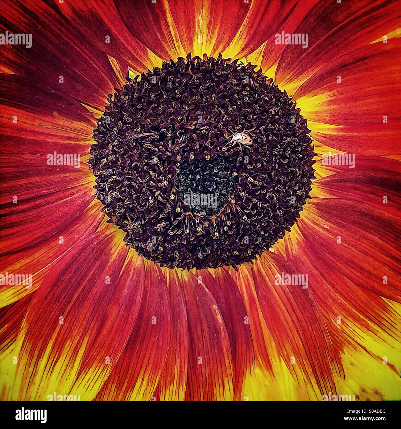 Close up of red sunflower bloom showing center where seeds will be produced with small weevil - Smartphone Captured Stock Image