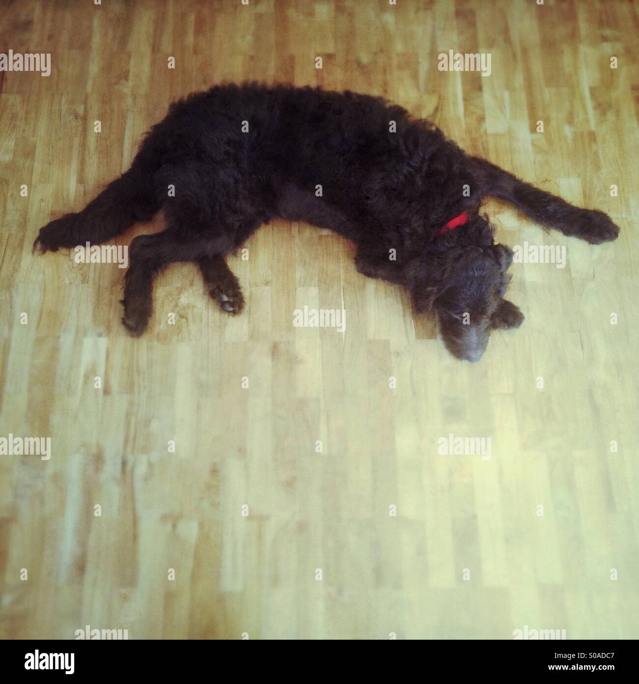 Chocolate coloured labradoodle dog sleeping on a wooden floor - Smartphone Captured Stock Image