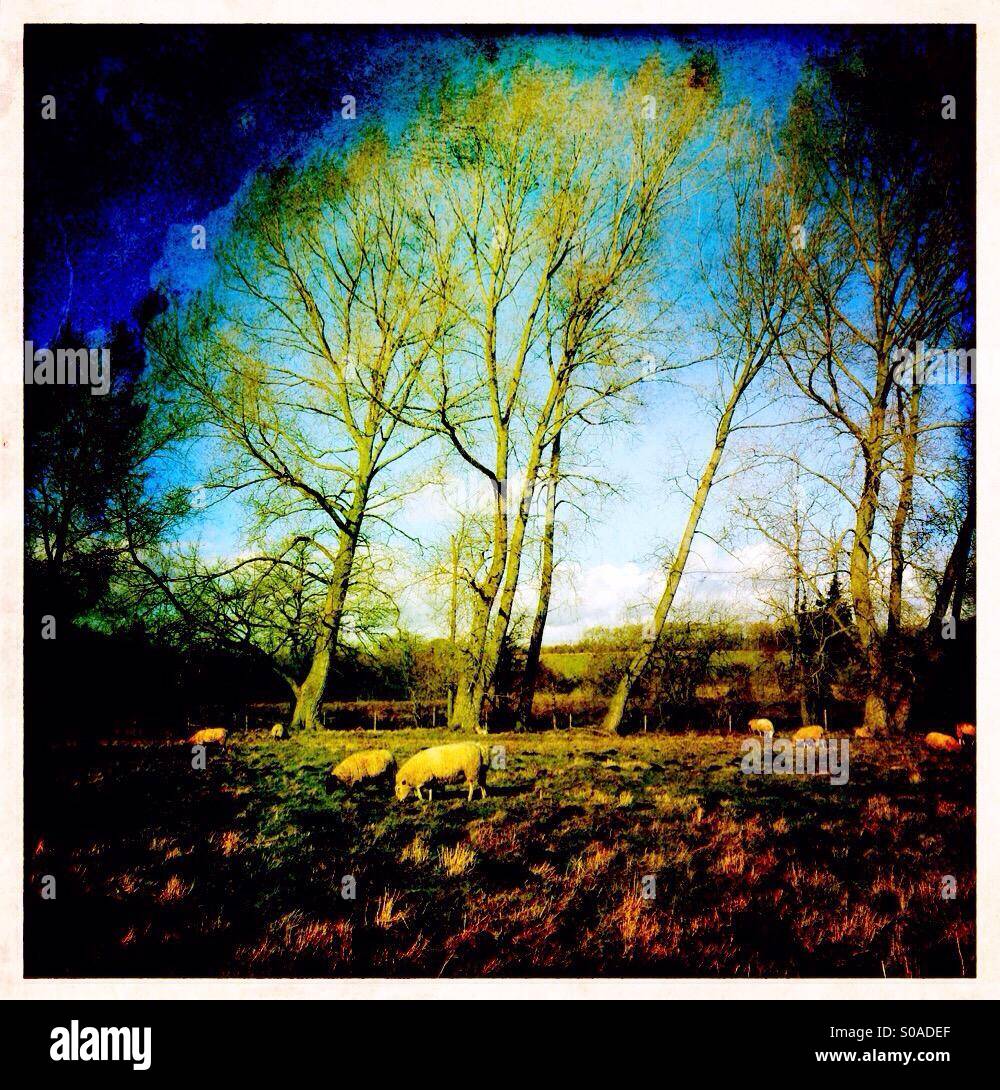 Pastoral scene. Ancaster, Lincolnshire, England. - Smartphone Captured Stock Image