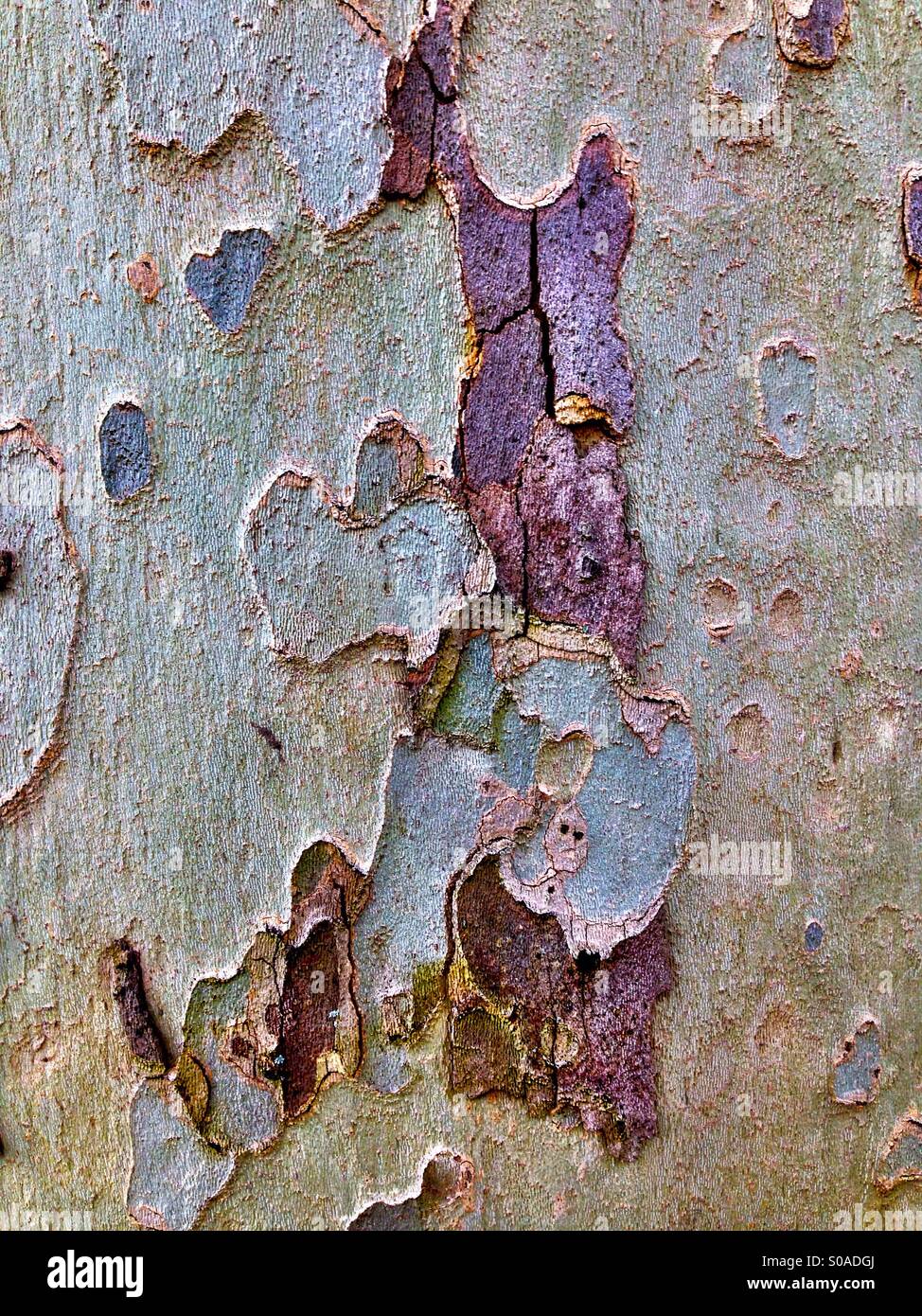 Sycamore bark detail - Smartphone Captured Stock Image