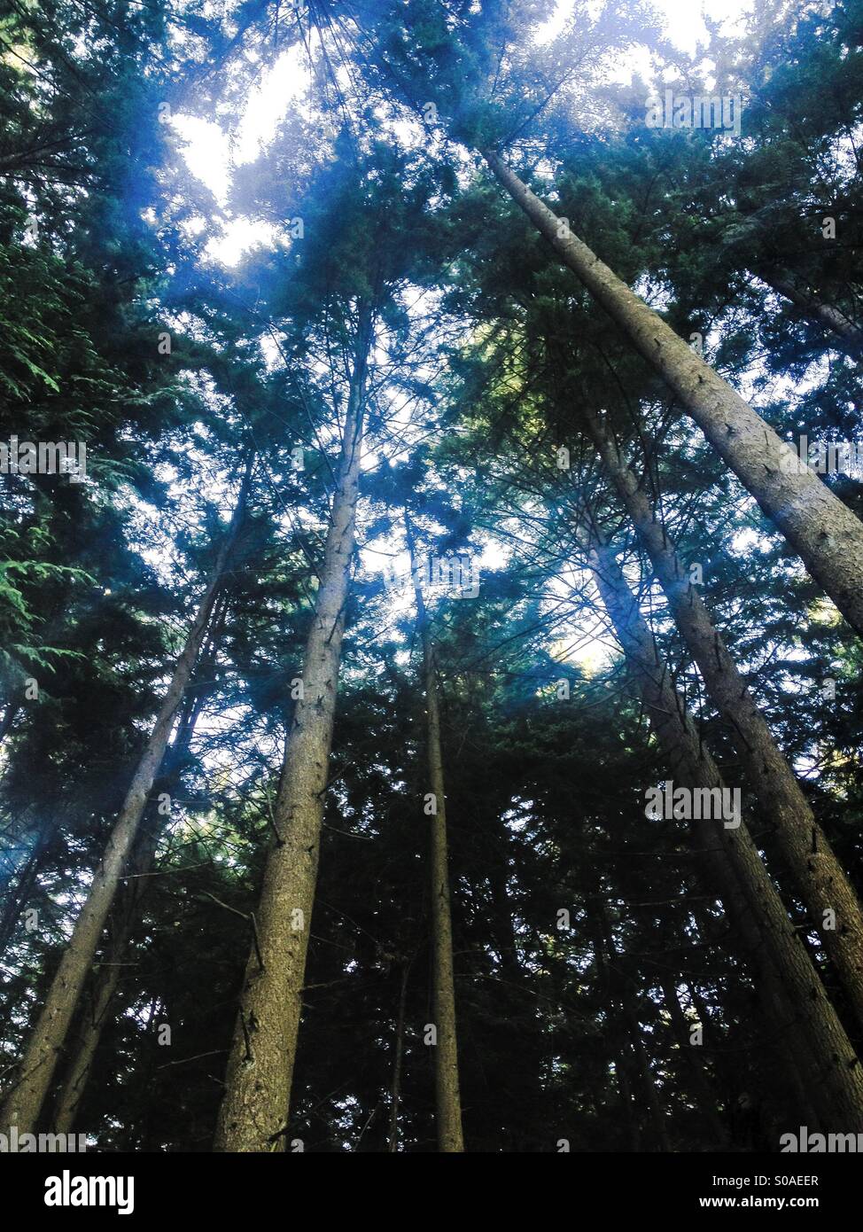 Looking up in an evergreen forest. The dense treetops block out the sun, with only rays getting through. - Smartphone Captured Stock Image