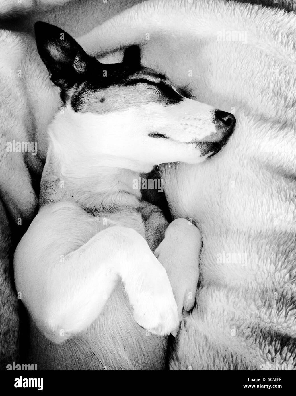 Jack Russell Terrier puppy dog sound asleep; in black and white. - Smartphone Captured Stock Image