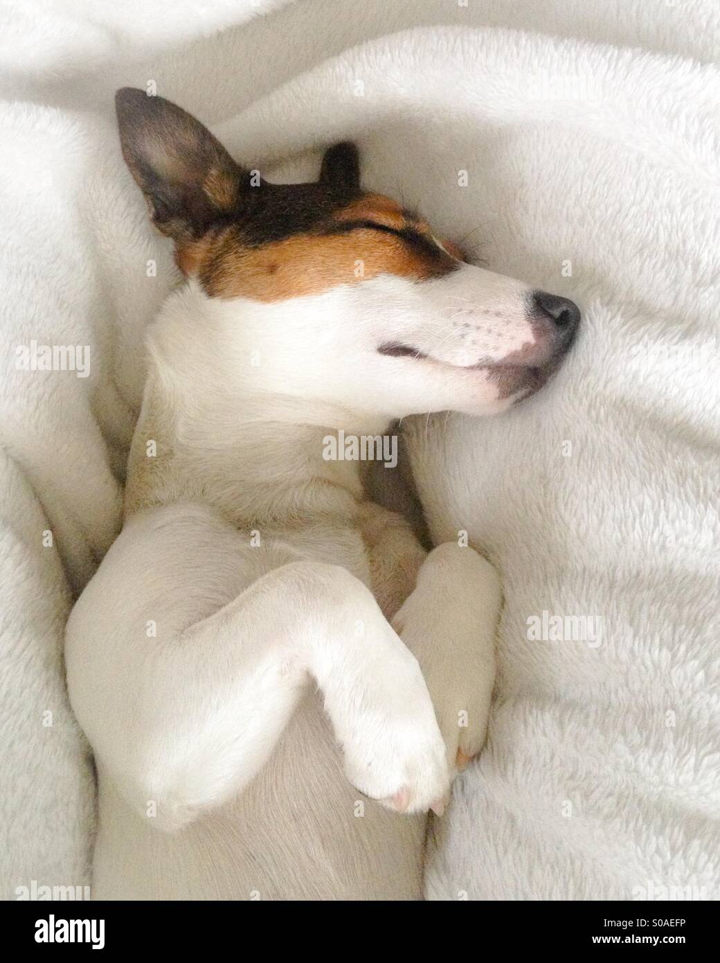 Jack Russell Terrier puppy dog sleeping soundly on her back. Stock Photo