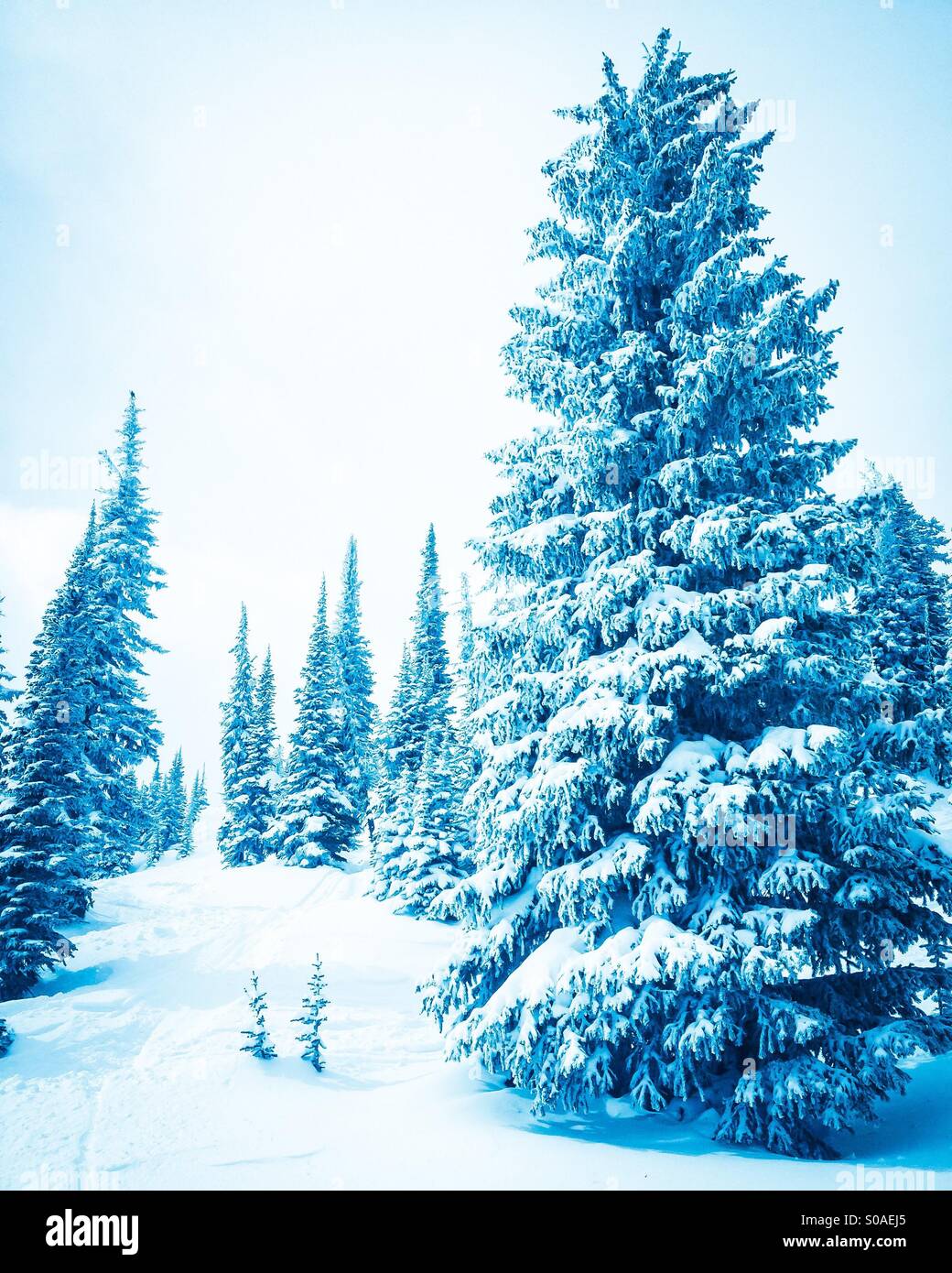Covered evergreens hi-res stock photography and images - Alamy