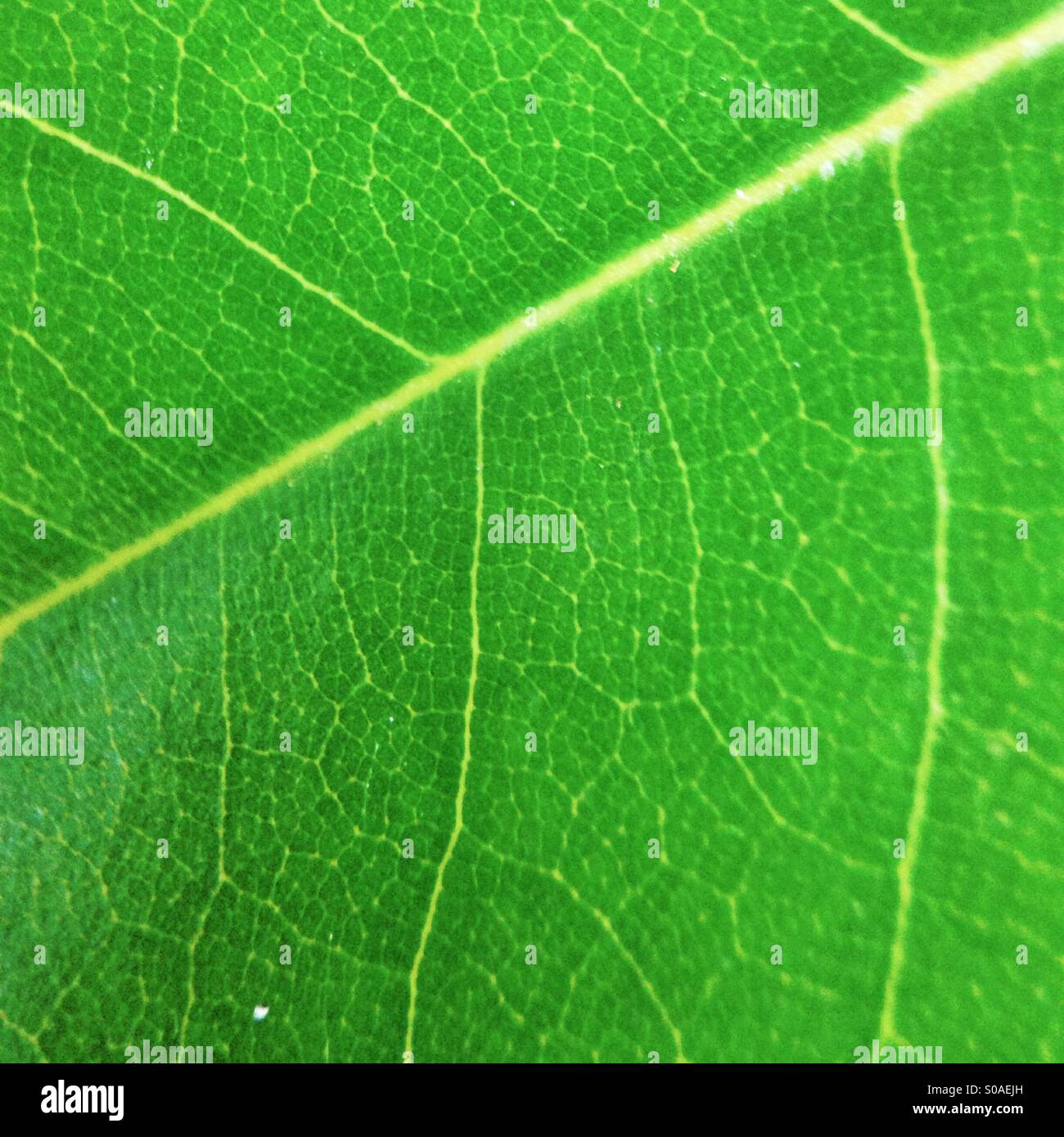 Rhododendron leaf close up Stock Photo
