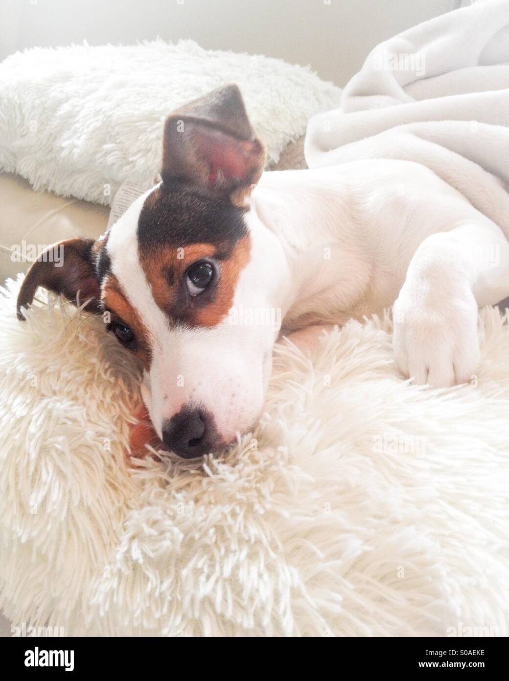 Puppy dog relaxing on a pillow in the soft light. - Smartphone Captured Stock Image