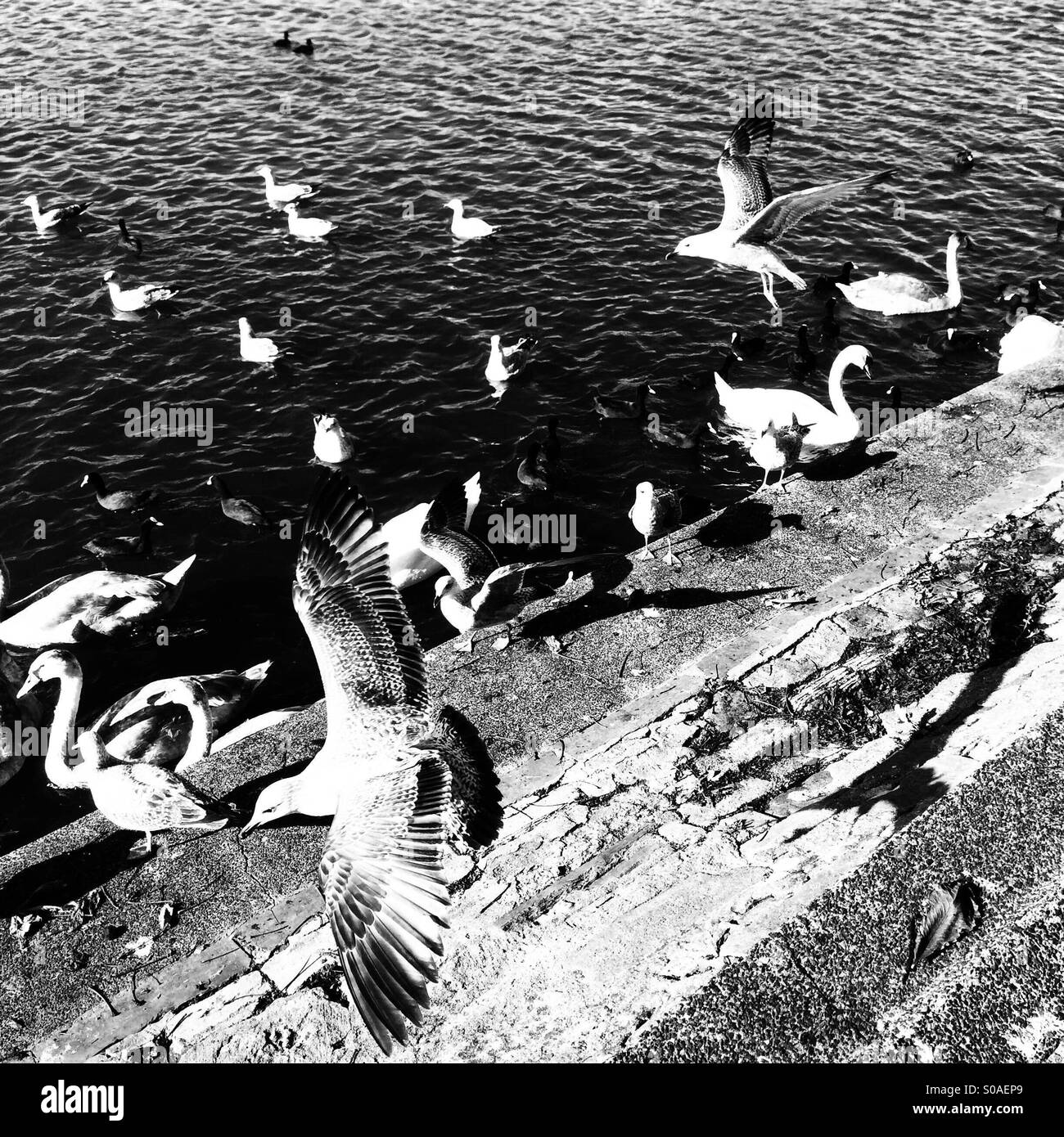 Seagulls on a lake with Swans Stock Photo