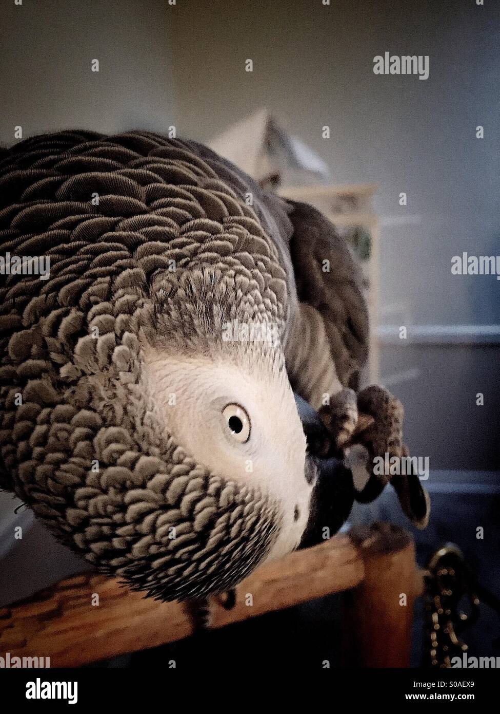 Arican Gray parrot grooming his nails. - Smartphone Captured Stock Image