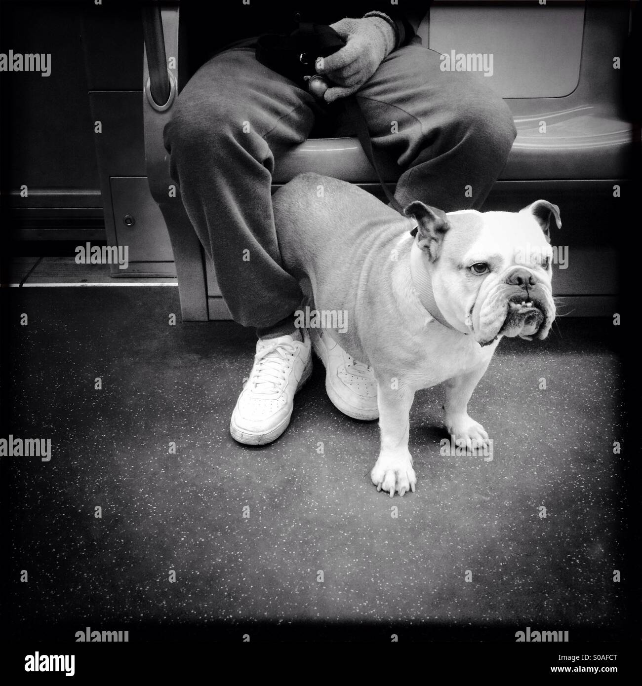 Underground funny image white dog that travels with master animal seated urban portrait travel concept urban domestic relation relationship love dog's owner - Smartphone Captured Stock Image