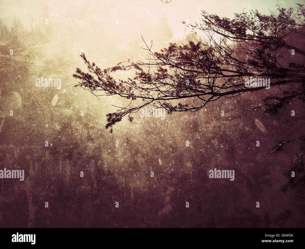 Pine tree brunch silhouette against the misty sunlit air - Smartphone Captured Stock Image
