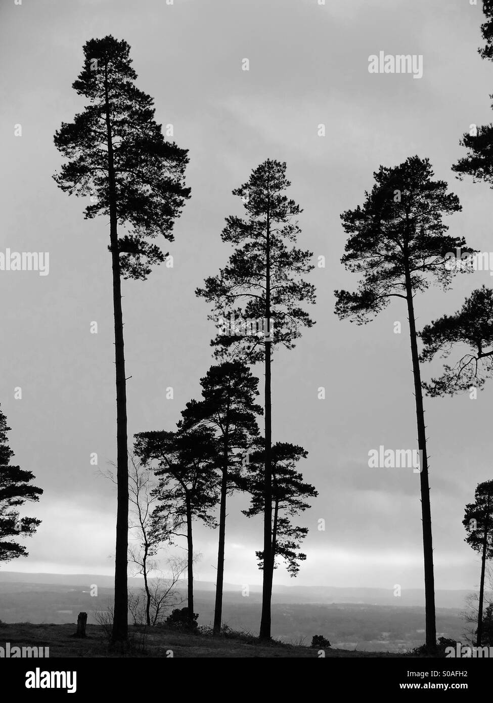 Trees black white Black and White Stock Photos & Images - Alamy