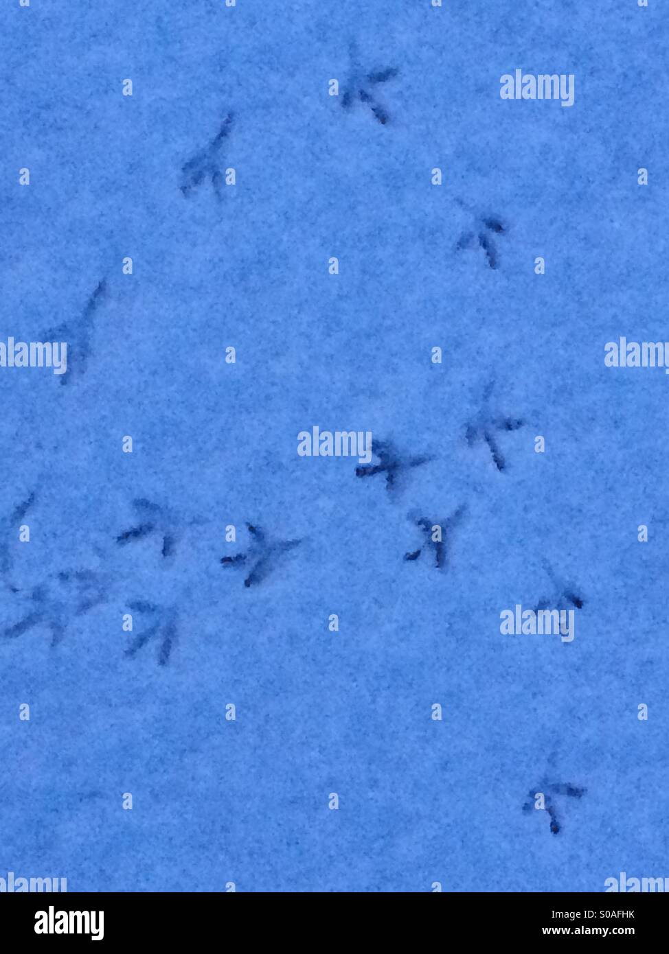 Print in snow after bird feets. - Smartphone Captured Stock Image