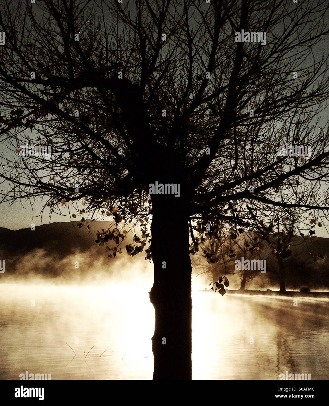 A tree is silhouetted by fog rising from a lake. - Smartphone Captured Stock Image