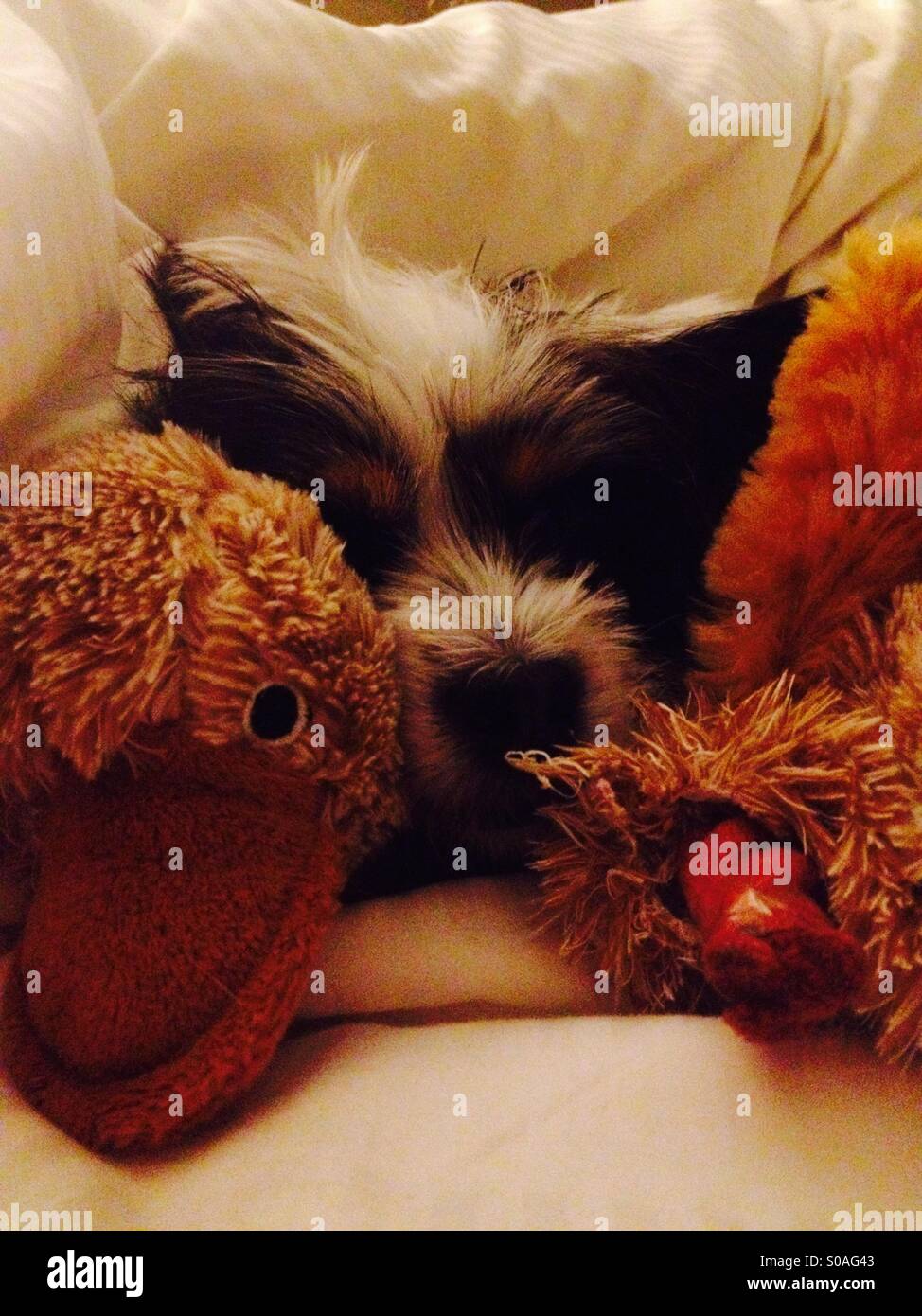 Cute dog with toy Stock Photo Alamy