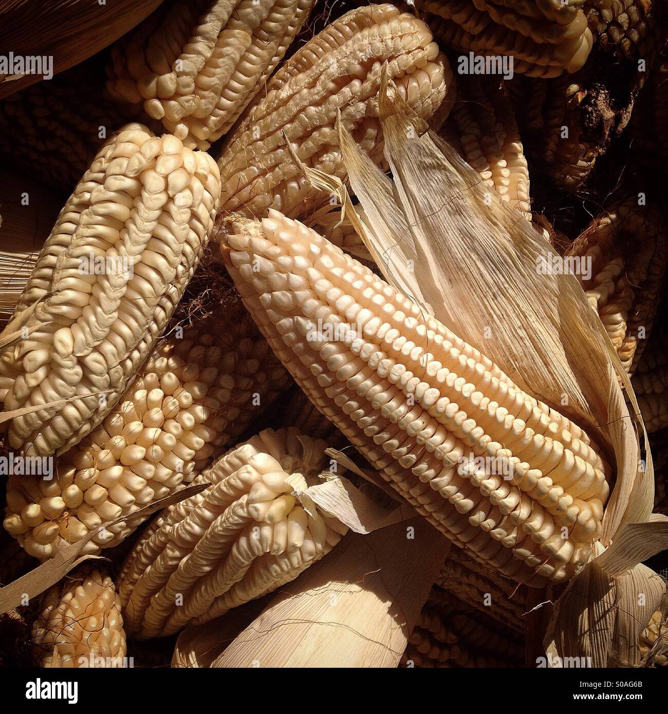Ancient Mexican corn cibs in the seeds bank of farmer Tomás Villanueva in Tepetlixpa, Mexico State, Mexico. GMO seeds are threatening to contaminate native varieties of corn in México. Stock Photo