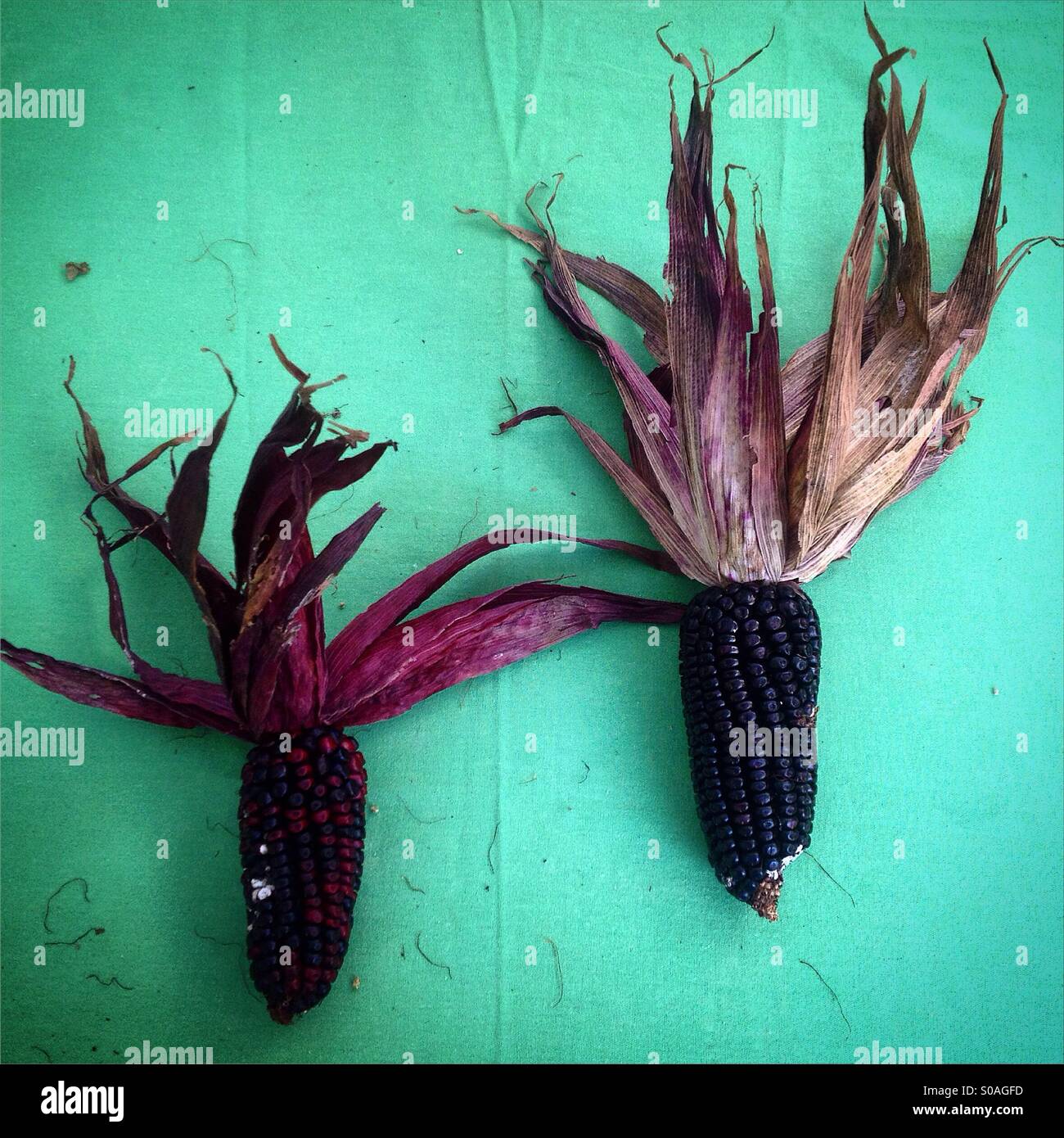 Blue and red corn stalks in the seeds bank of organic farmer Tomás Villanueva in Tepetlixpa, Mexico State, Mexico. GMO seeds are threatening to contaminate native varieties of corn in México. - Smartphone Captured Stock Image