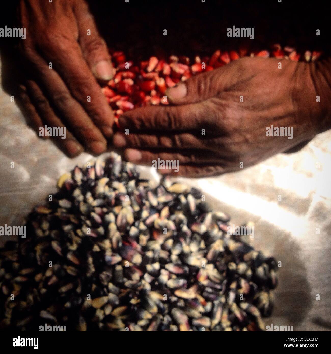 Red and multicolored corn at the seeds bank of organic farmer Tomás Villanueva in Tepetlixpa, Mexico State, Mexico. GMO seeds are threatening to contaminate native varieties of corn in México. Stock Photo