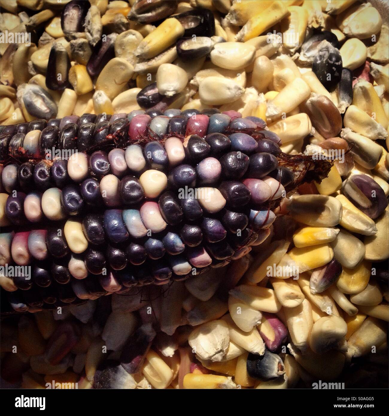 A multicolored corn cob in the seeds bank of organic farmer Tomás Villanueva in Tepetlixpa, Mexico State, Mexico. GMO seeds are threatening to contaminate native varieties of corn in México. Stock Photo
