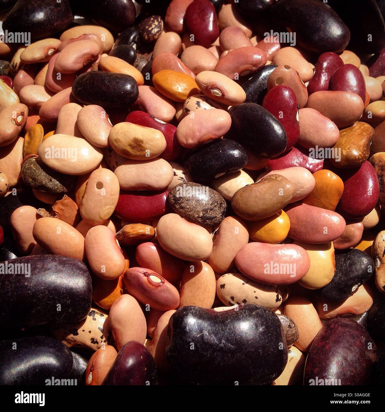 Multicolored kidney beans in the seeds bank of organic farmer Tomás Villanueva in Tepetlixpa, Mexico State, Mexico. seeds are threatening to contaminate native varieties corn in México Stock Photo -