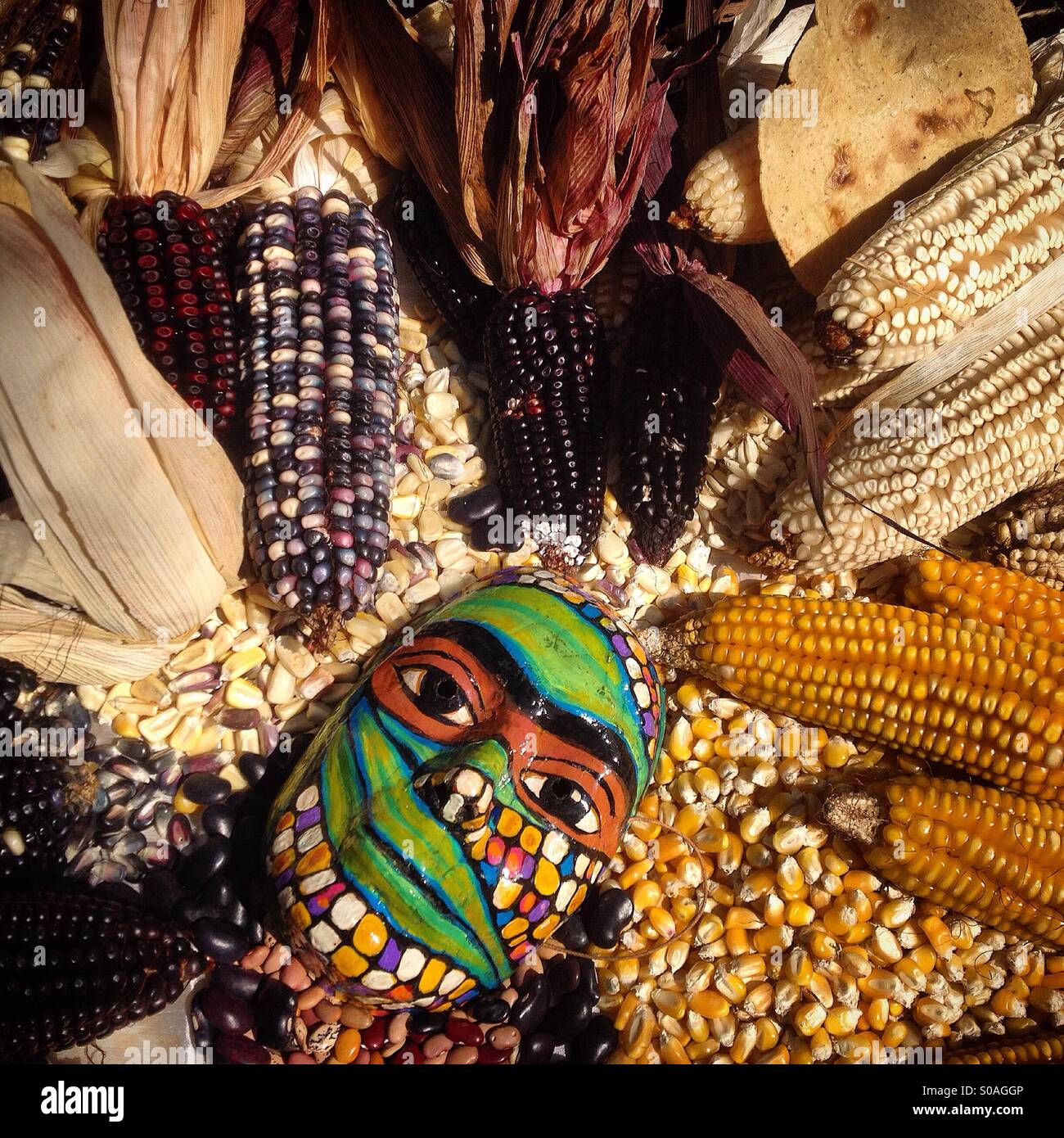 Folk art mask and corn cobs in the seeds bank of organic farmer Tomás Villanueva in Tepetlixpa, Mexico State, Mexico. GMO seeds are threatening to contaminate native varieties of corn in México. - Smartphone Captured Stock Image