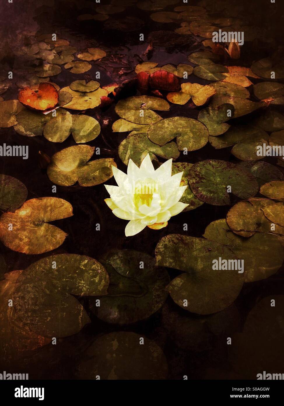 Lily pads with flower blooming Stock