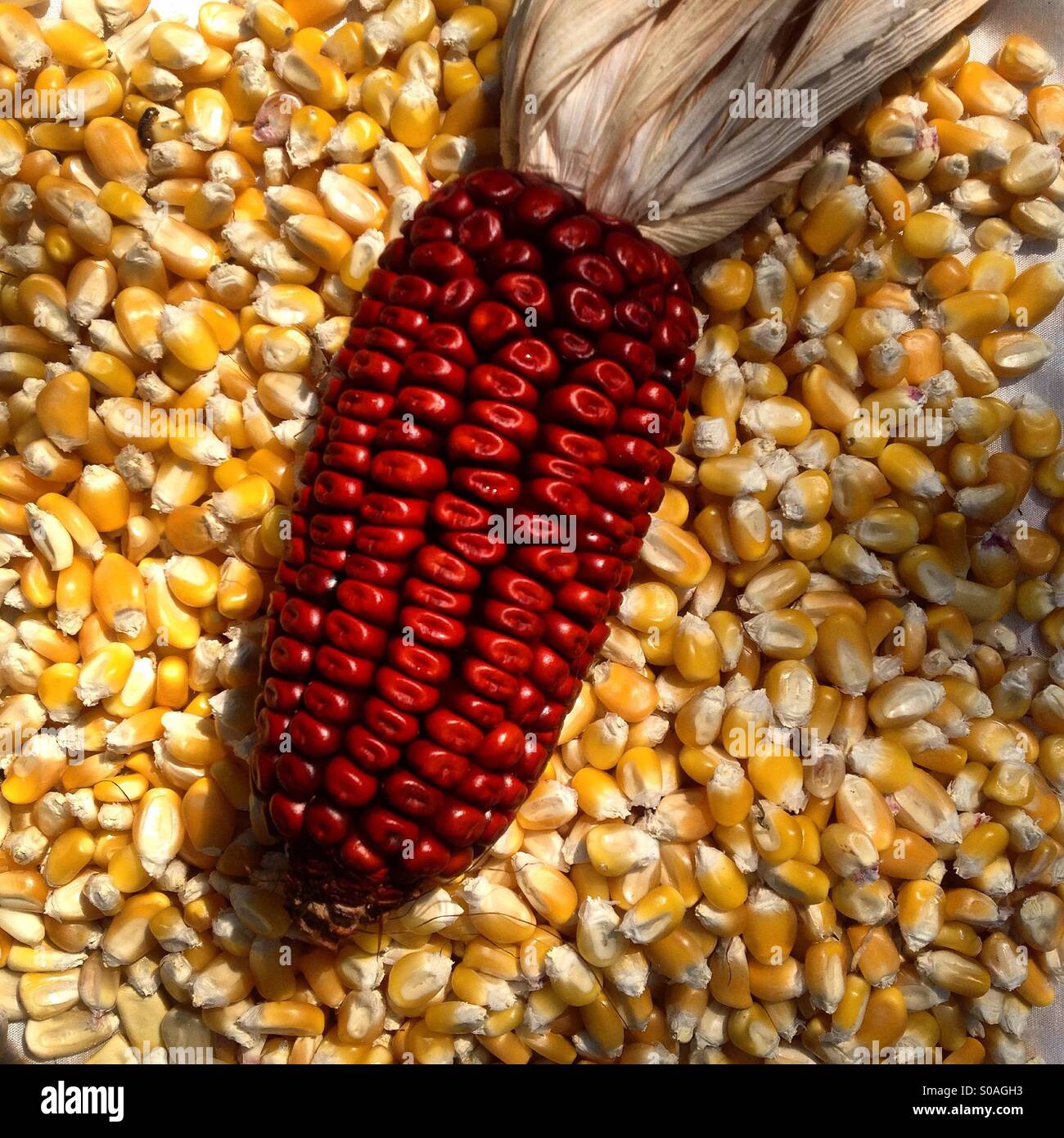 Red And Yellow Corn In The Seeds Bank Of Organic Farmer Tomas Villanueva In Tepetlixpa Mexico State Mexico Gmo Seeds Are Threatening To Contaminate Native Varieties Of Corn In Mexico Stock Photo Red And Yellow Corn In The Seeds Bank Of Organic Farmer Tomas Villanueva In Tepetlixpa Mexico State Mexico Gmo Seeds Are Threatening To Contaminate Native Varieties Of Corn In Mexico Stock Photo