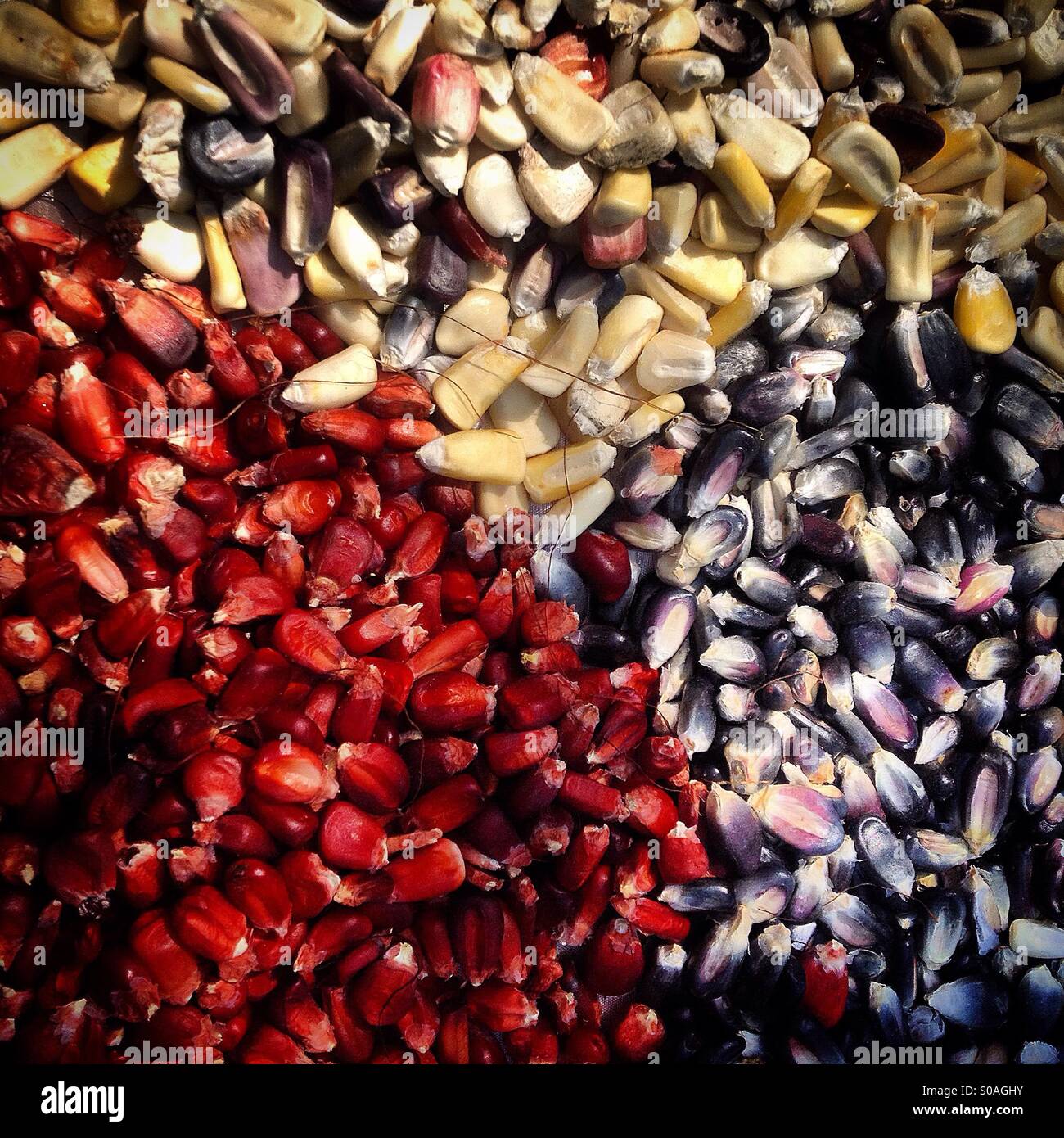 Multicolored corn seeds in the seeds bank of organic farmer Tomás Villanueva in Tepetlixpa, Mexico State, Mexico. GMO seeds are threatening to contaminate native varieties of corn in México. Stock Photo