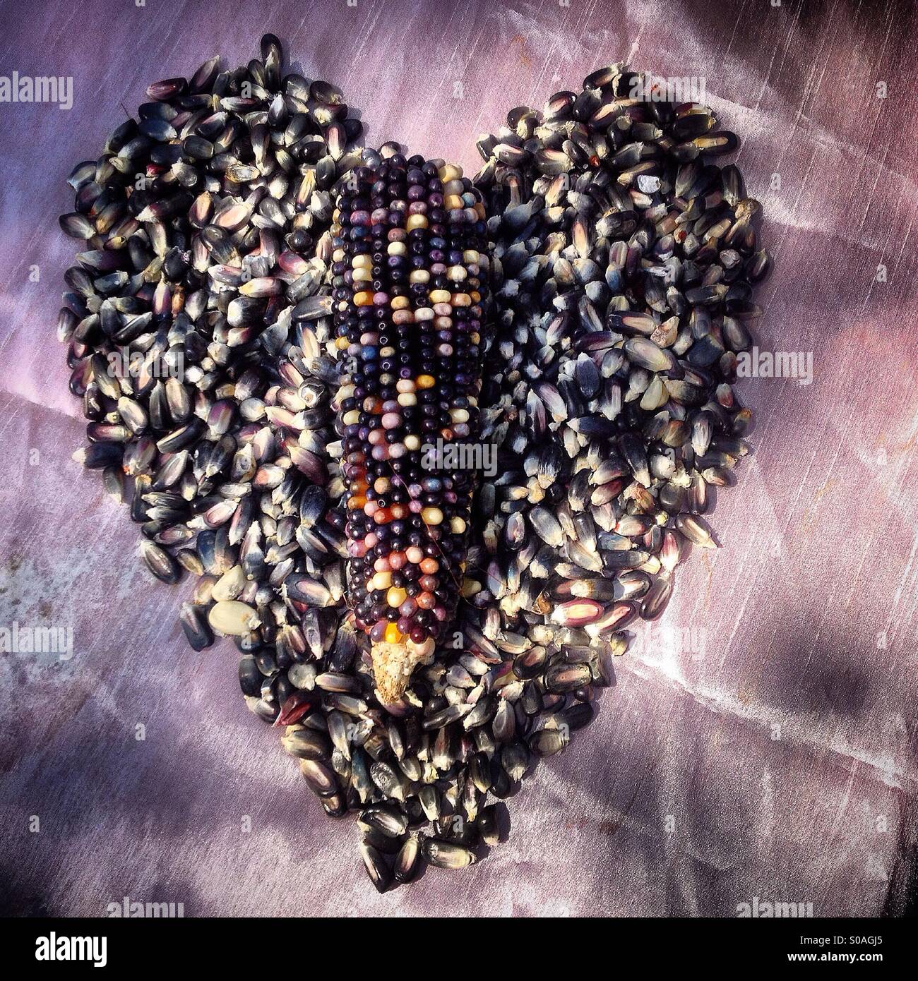 Heart of corn in the seeds bank of organic farmer Tomás Villanueva in Tepetlixpa, Mexico State, Mexico. GMO seeds are threatening to contaminate native varieties of corn in México. - Smartphone Captured Stock Image